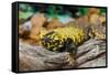 Close-up of Leopard gecko (Eublepharis macularius) in forest-null-Framed Stretched Canvas