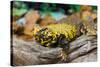 Close-up of Leopard gecko (Eublepharis macularius) in forest-null-Stretched Canvas