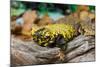 Close-up of Leopard gecko (Eublepharis macularius) in forest-null-Mounted Photographic Print