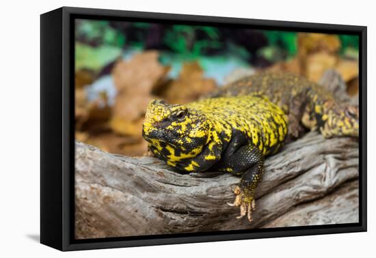 Close-up of Leopard gecko (Eublepharis macularius) in forest-null-Framed Stretched Canvas