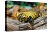 Close-up of Leopard gecko (Eublepharis macularius) in forest-null-Stretched Canvas