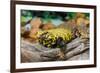 Close-up of Leopard gecko (Eublepharis macularius) in forest-null-Framed Photographic Print