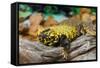 Close-up of Leopard gecko (Eublepharis macularius) in forest-null-Framed Stretched Canvas