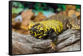 Close-up of Leopard gecko (Eublepharis macularius) in forest-null-Framed Stretched Canvas