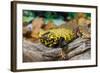 Close-up of Leopard gecko (Eublepharis macularius) in forest-null-Framed Photographic Print