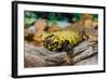 Close-up of Leopard gecko (Eublepharis macularius) in forest-null-Framed Photographic Print