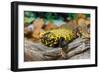 Close-up of Leopard gecko (Eublepharis macularius) in forest-null-Framed Photographic Print