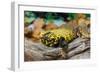 Close-up of Leopard gecko (Eublepharis macularius) in forest-null-Framed Photographic Print