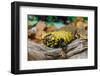 Close-up of Leopard gecko (Eublepharis macularius) in forest-null-Framed Photographic Print