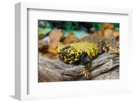 Close-up of Leopard gecko (Eublepharis macularius) in forest-null-Framed Photographic Print