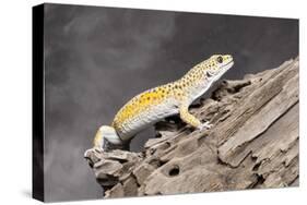 Close-up of Leopard gecko (Eublepharis macularius) in forest-null-Stretched Canvas