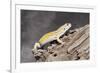 Close-up of Leopard gecko (Eublepharis macularius) in forest-null-Framed Photographic Print