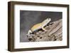 Close-up of Leopard gecko (Eublepharis macularius) in forest-null-Framed Photographic Print