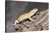 Close-up of Leopard gecko (Eublepharis macularius) in forest-null-Stretched Canvas