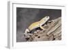 Close-up of Leopard gecko (Eublepharis macularius) in forest-null-Framed Photographic Print