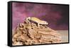 Close-up of Leopard gecko (Eublepharis macularius)-null-Framed Stretched Canvas