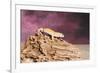 Close-up of Leopard gecko (Eublepharis macularius)-null-Framed Photographic Print