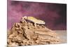 Close-up of Leopard gecko (Eublepharis macularius)-null-Mounted Photographic Print