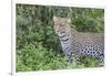 Close-up of Leopard Standing in Green Foliage, Ngorongoro, Tanzania-James Heupel-Framed Photographic Print