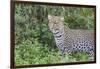 Close-up of Leopard Standing in Green Foliage, Ngorongoro, Tanzania-James Heupel-Framed Photographic Print