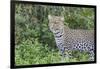 Close-up of Leopard Standing in Green Foliage, Ngorongoro, Tanzania-James Heupel-Framed Photographic Print