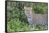 Close-up of Leopard Standing in Green Foliage, Ngorongoro, Tanzania-James Heupel-Framed Stretched Canvas