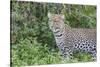 Close-up of Leopard Standing in Green Foliage, Ngorongoro, Tanzania-James Heupel-Stretched Canvas