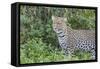 Close-up of Leopard Standing in Green Foliage, Ngorongoro, Tanzania-James Heupel-Framed Stretched Canvas