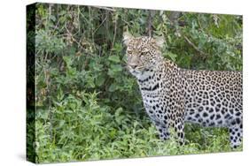 Close-up of Leopard Standing in Green Foliage, Ngorongoro, Tanzania-James Heupel-Stretched Canvas