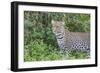 Close-up of Leopard Standing in Green Foliage, Ngorongoro, Tanzania-James Heupel-Framed Photographic Print