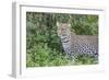 Close-up of Leopard Standing in Green Foliage, Ngorongoro, Tanzania-James Heupel-Framed Photographic Print