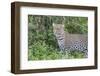 Close-up of Leopard Standing in Green Foliage, Ngorongoro, Tanzania-James Heupel-Framed Photographic Print