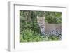 Close-up of Leopard Standing in Green Foliage, Ngorongoro, Tanzania-James Heupel-Framed Photographic Print