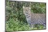 Close-up of Leopard Standing in Green Foliage, Ngorongoro, Tanzania-James Heupel-Mounted Photographic Print