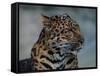 Close-up of Leopard-Elizabeth DeLaney-Framed Stretched Canvas