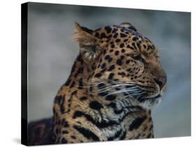 Close-up of Leopard-Elizabeth DeLaney-Stretched Canvas