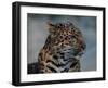 Close-up of Leopard-Elizabeth DeLaney-Framed Photographic Print