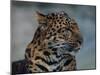 Close-up of Leopard-Elizabeth DeLaney-Mounted Photographic Print