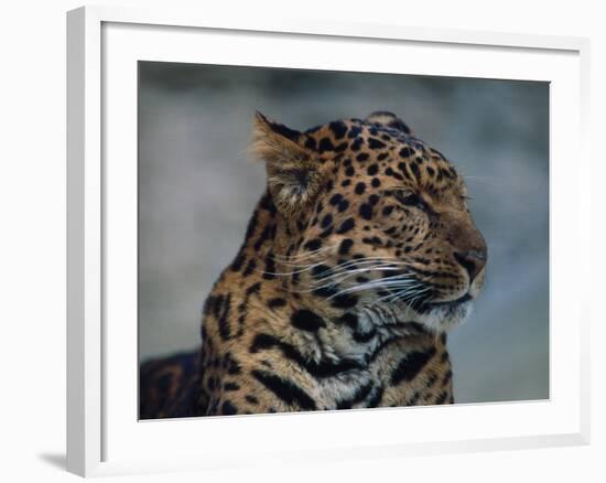 Close-up of Leopard-Elizabeth DeLaney-Framed Photographic Print