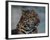 Close-up of Leopard-Elizabeth DeLaney-Framed Photographic Print