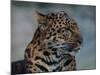 Close-up of Leopard-Elizabeth DeLaney-Mounted Photographic Print