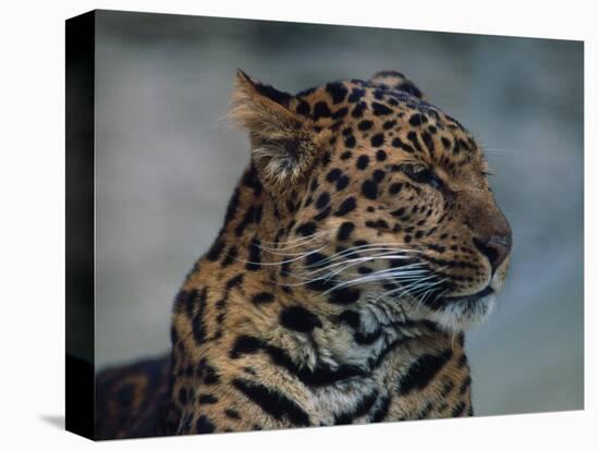 Close-up of Leopard-Elizabeth DeLaney-Stretched Canvas