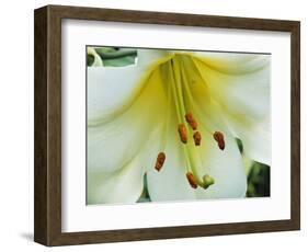 Close Up of Lilium Longiflorum-Clay Perry-Framed Photographic Print