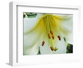 Close Up of Lilium Longiflorum-Clay Perry-Framed Photographic Print