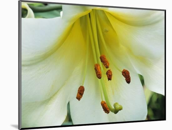 Close Up of Lilium Longiflorum-Clay Perry-Mounted Photographic Print
