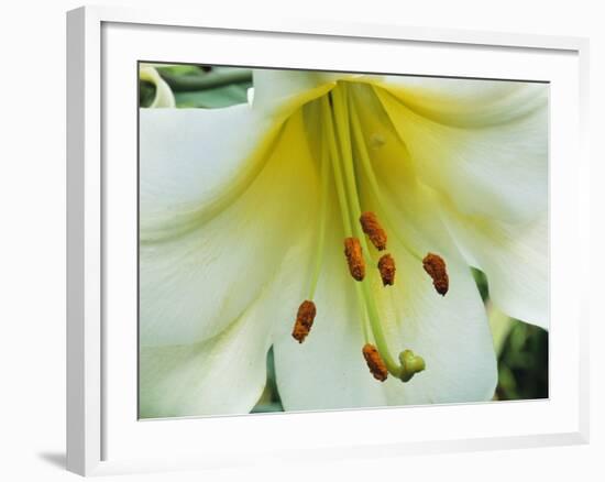 Close Up of Lilium Longiflorum-Clay Perry-Framed Photographic Print