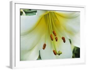 Close Up of Lilium Longiflorum-Clay Perry-Framed Photographic Print