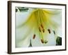 Close Up of Lilium Longiflorum-Clay Perry-Framed Photographic Print