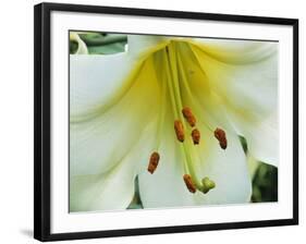 Close Up of Lilium Longiflorum-Clay Perry-Framed Photographic Print