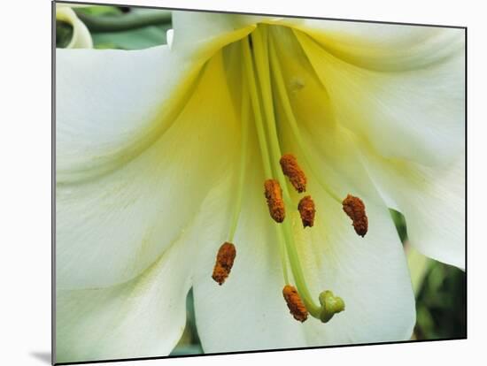 Close Up of Lilium Longiflorum-Clay Perry-Mounted Photographic Print